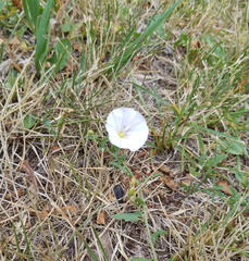 A photo of a bindweed vine with a flower on it in dry grass, so it is easier to see the vine.