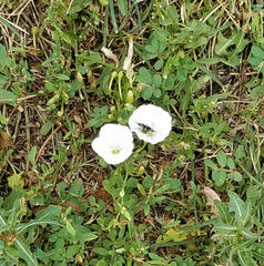 A photograph of two white bindweed flowers next to each other, one with a moth on it. The sprawling vines are visible.