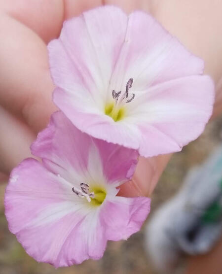 A photo of a Twoleg kit holding pink bindweed flowers. This close you can see the three stamen and one pistol at the center.
